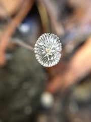 Coprinopsis stercorea