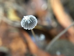 Coprinopsis stercorea