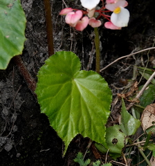 Begonia urophylla
