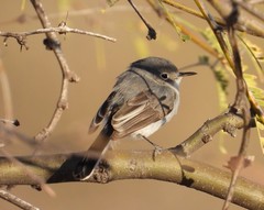 Polioptila nigriceps