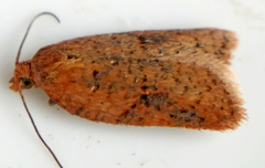Acleris semiannula