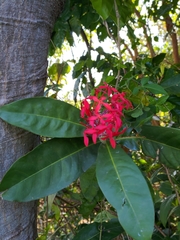 Ixora casei
