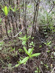 Rhododendron occidentale