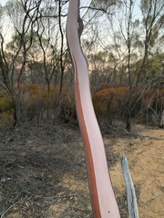 Eucalyptus leptopoda