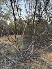 Eucalyptus leptopoda