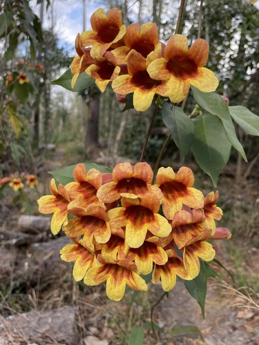 Bignonia capreolata image