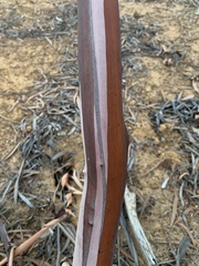 Eucalyptus leptopoda