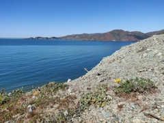 Eschscholzia californica maritima