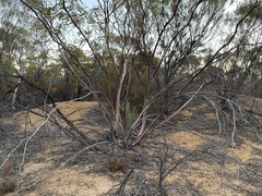 Eucalyptus leptopoda