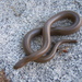 Rubber Boa - Photo (c) Bryant Olsen, some rights reserved (CC BY-NC), uploaded by bryanto