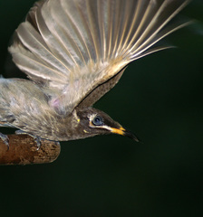 Bridled Honeyeater photo 2
