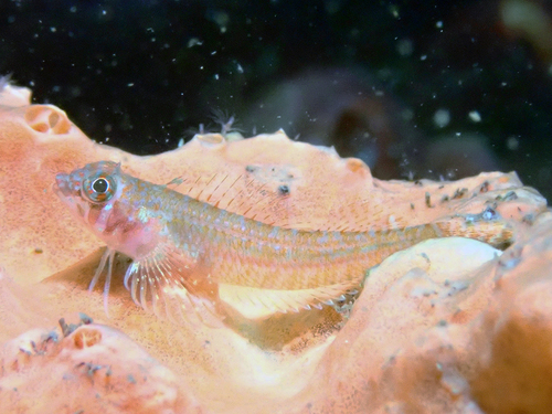 Clarke's triplefin (Trinorfolkia clarkei) — Tripterygiidae