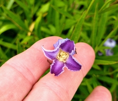 Clematis socialis
