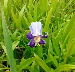 Clematis socialis
