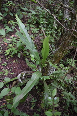 Niphidium albopunctatissimum