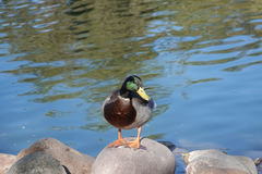 Anas platyrhynchos