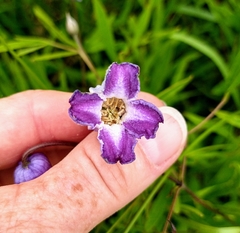 Clematis socialis
