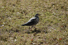 Columba livia domestica