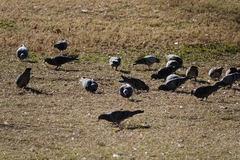 Columba livia domestica