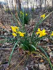 Narcissus × odorus