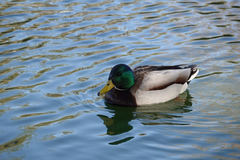 Anas platyrhynchos