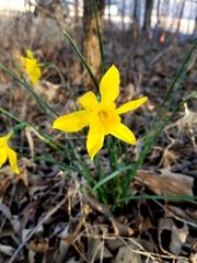 Narcissus × odorus