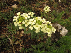 Erysimum witmannii