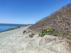 Eschscholzia californica maritima