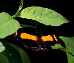 Catonephele chromis chromis