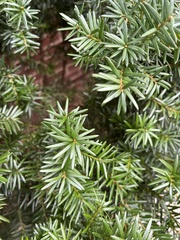 Amentotaxus