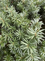 Amentotaxus