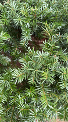 Amentotaxus