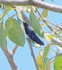 Anthracothorax nigricollis