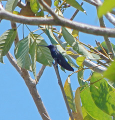 Anthracothorax nigricollis