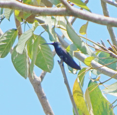 Anthracothorax nigricollis