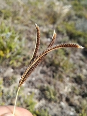 Eustachys paspaloides