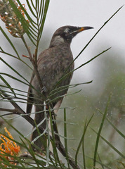 Bridled Honeyeater photo 3