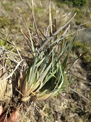 Eustachys paspaloides