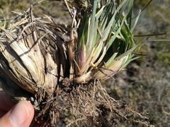 Eustachys paspaloides