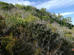 Achyranthemum recurvatum
