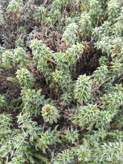 Achyranthemum recurvatum