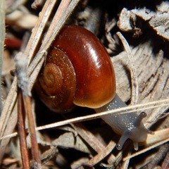 Glyptostoma gabrielense