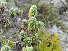 Achyranthemum recurvatum
