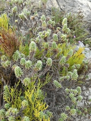 Achyranthemum recurvatum