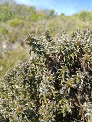 Achyranthemum recurvatum
