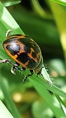 Platyphora congregata
