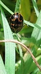 Platyphora congregata