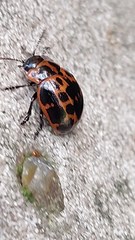 Platyphora congregata