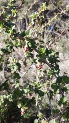 Ribes roezlii roezlii