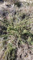 Ribes roezlii roezlii